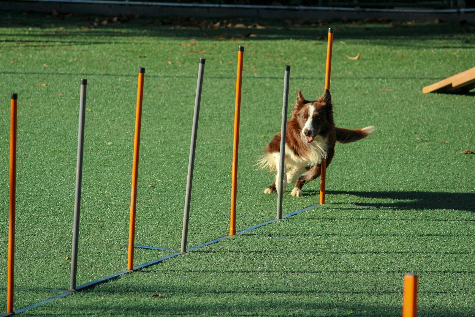 Agility Fun